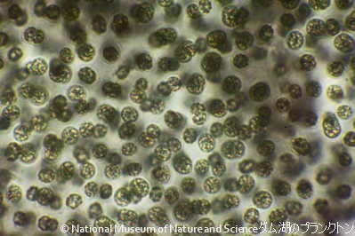 <i>Microcystis smithii</i>