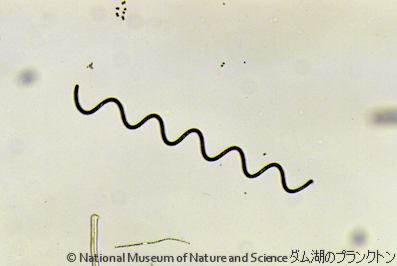 <i>Arthrospira maxima</i>