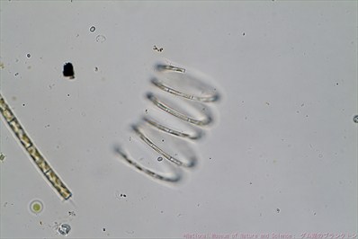 <i>A. granulata </i>f. <i>spiralis</i>