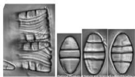 <i>Diaatoma mesodon</i>