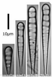 <i>Meridion circulare</i>