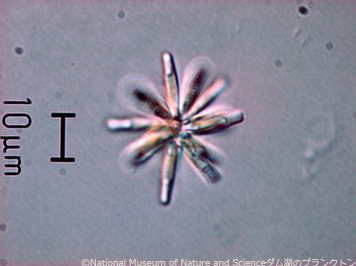 <i>Staurosirella berolinensis </i>