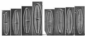 <i>Achananthidium pyrenaicum</i>