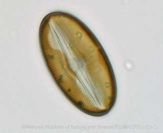 <i>Diploneis sp.</i>