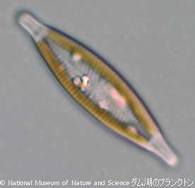 <i>Navicula sp.</i>