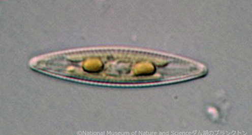 <i>Navicula sp.</i>