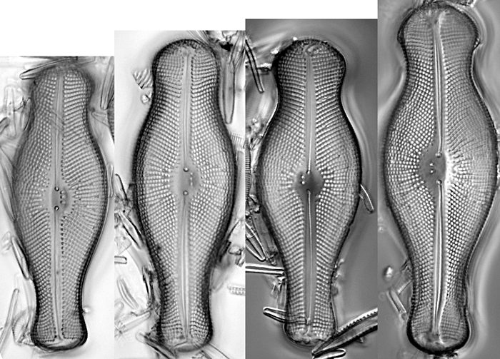 <i>Didymosphenia geminata</i>