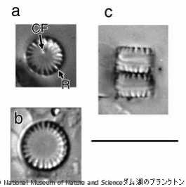 <i>Cyclotella atomus</i>