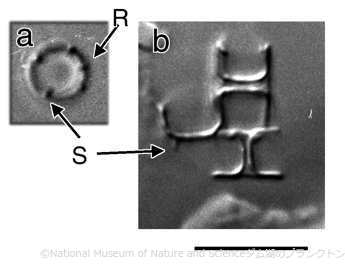 <i>Skeletonema potamos</i>