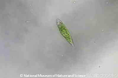 <i>Euglena sp.</i>