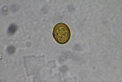 <i>Trachelomonas curta</i>