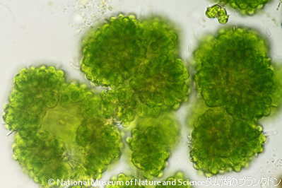 <i>Botryococcus braunii</i>