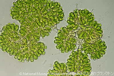 <i>Botryococcus braunii</i>