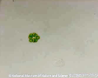 <i>Asterococcus sp.</i>