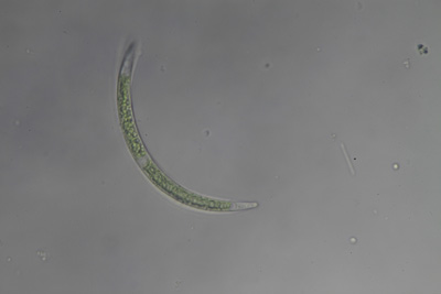 <i>Closterium calosporum</i>