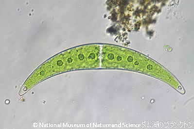 <i>Closterium moniliferum</i>