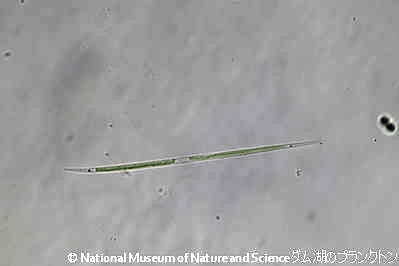 <i>Closterium sp.</i>