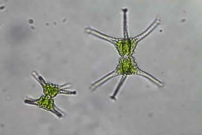 <i>Staurastrum spp.</i>