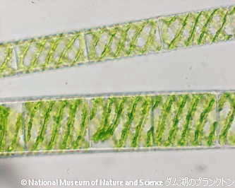 <i>Spirogyra spp.</i>