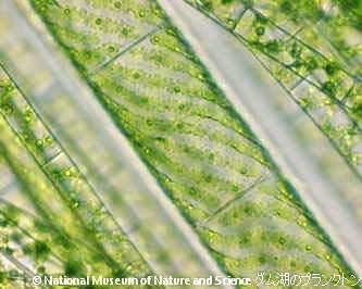 <i>Spirogyra spp.</i>