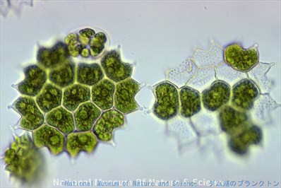 <i>Pediastrum boryanum</i>