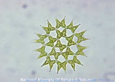 <i>Pediastrum duplex</i>