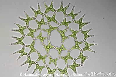 <i>Pediastrum gracillimum</i>