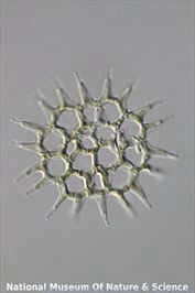 <i>Pediastrum simplex</i>