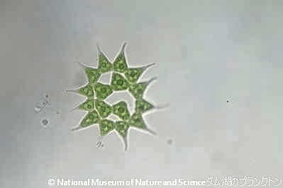 <i>Pediastrum simplex</i>