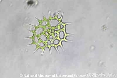 <i>Pediastrum biwae</i>