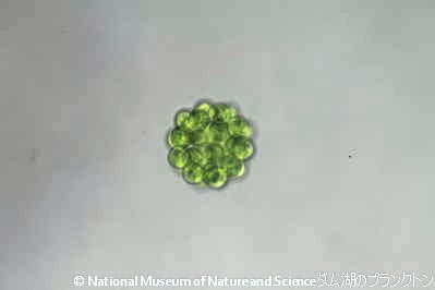 <i>Coelastrum microsporum</i>