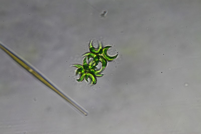 <i>Selenastrum bibraianum</i>