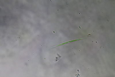 <i>Closteriopsis acicularis</i>