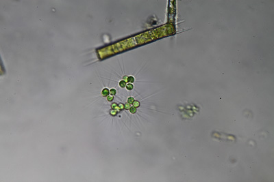 <i>Micractinium pusillum</i>