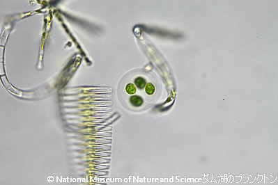 <i>Oocystis sp.</i>