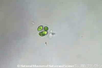 <i>Oocystis marssonii</i>