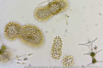 <i>Uroglena americana</i>