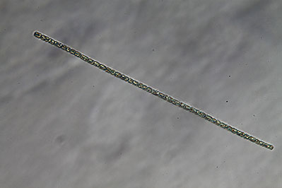 <i>Aphanizomenon gracile</i>