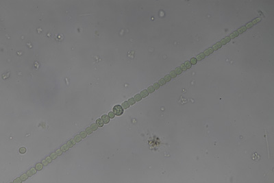 <i>Sphaerospermopsis aphanizomenoides</i>