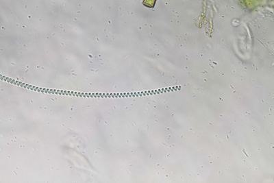 <i>Spirulina major</i>