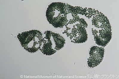 <i>Microcystis wesenbergii</i>