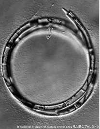 <i>A. granulata </i>f. <i>spiralis</i>