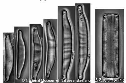 <i>Eunotia minor</i>