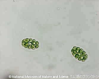 <i>Yamagishiella unicocca</i>
