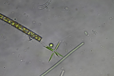 <i>Actinastrum hantzschii</i>
