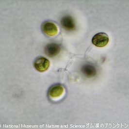 <i>Dictyosphaerium sp.</i>