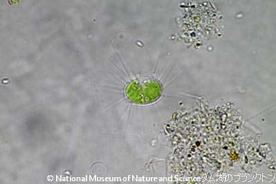 <i>Franceia sp.</i>