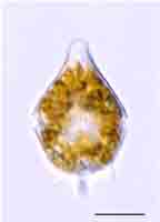 <i>Apocalathium aciculiferum</i>