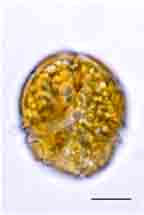 <i>Parvodinium centenniale</i>