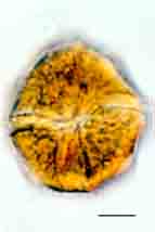 <i>Palatinus apiculatus</i>